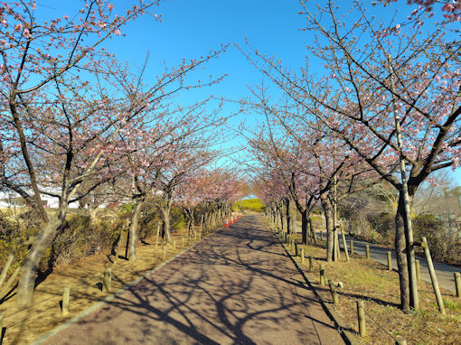令和８年二分咲きのなぎさ公園の河津桜２