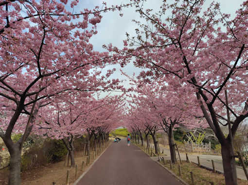 令和8年春なぎさ公園に咲く河津桜1
