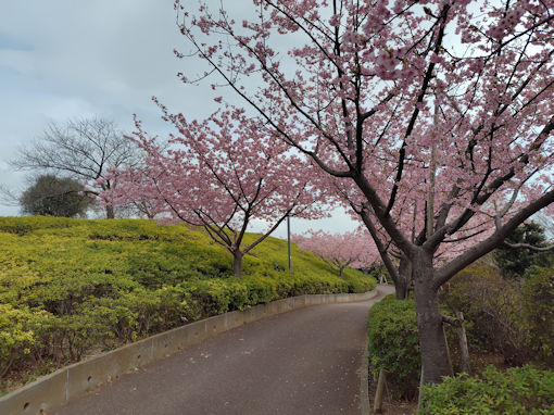 令和8年春なぎさ公園に咲く河津桜3