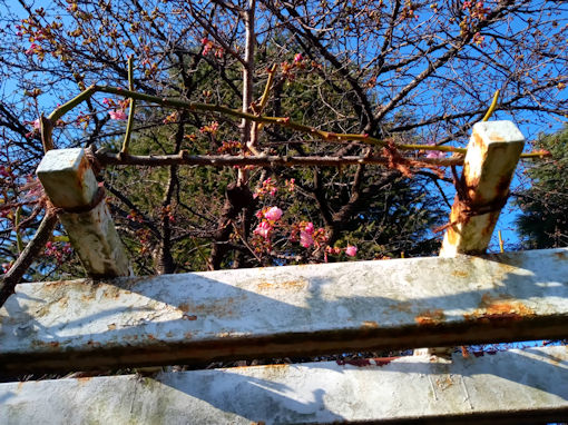 令和７年里見公園河津桜開花１