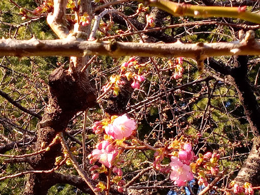 令和７年里見公園河津桜開花２