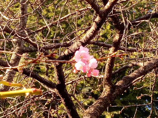 令和７年里見公園河津桜開花３