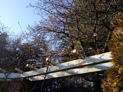 令和７年里見公園河津桜開花４