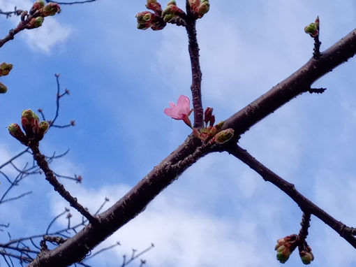 令和７年新川橋北詰河津桜開花１