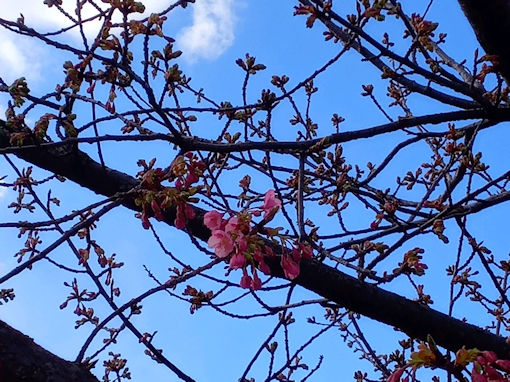 令和７年新川橋北詰河津桜開花２