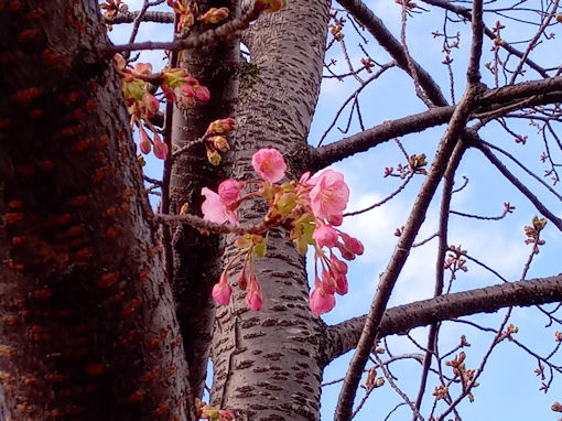 令和７年新川橋北詰河津桜開花３