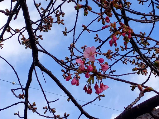 令和７年新川橋北詰河津桜開花４