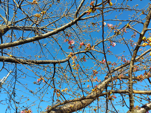 �ߘa�W�N�V�싴�k�l�̉͒Í��̊J�ԂQ