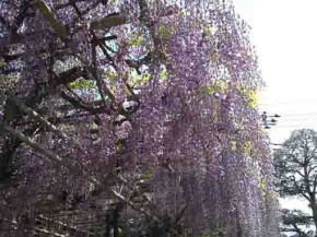 long wisteria tresses in spring