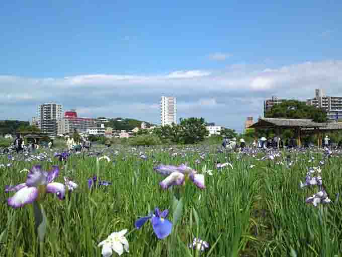 Iris Garden along Edogawa