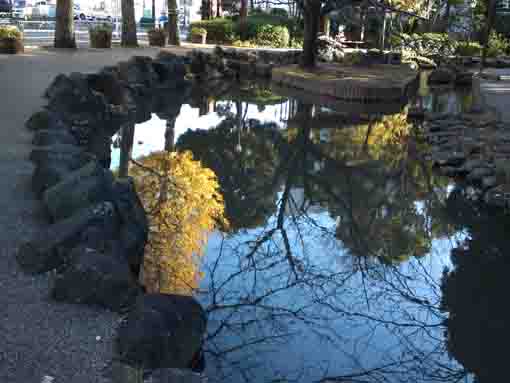 小松川境川親水公園水辺に映る公孫樹