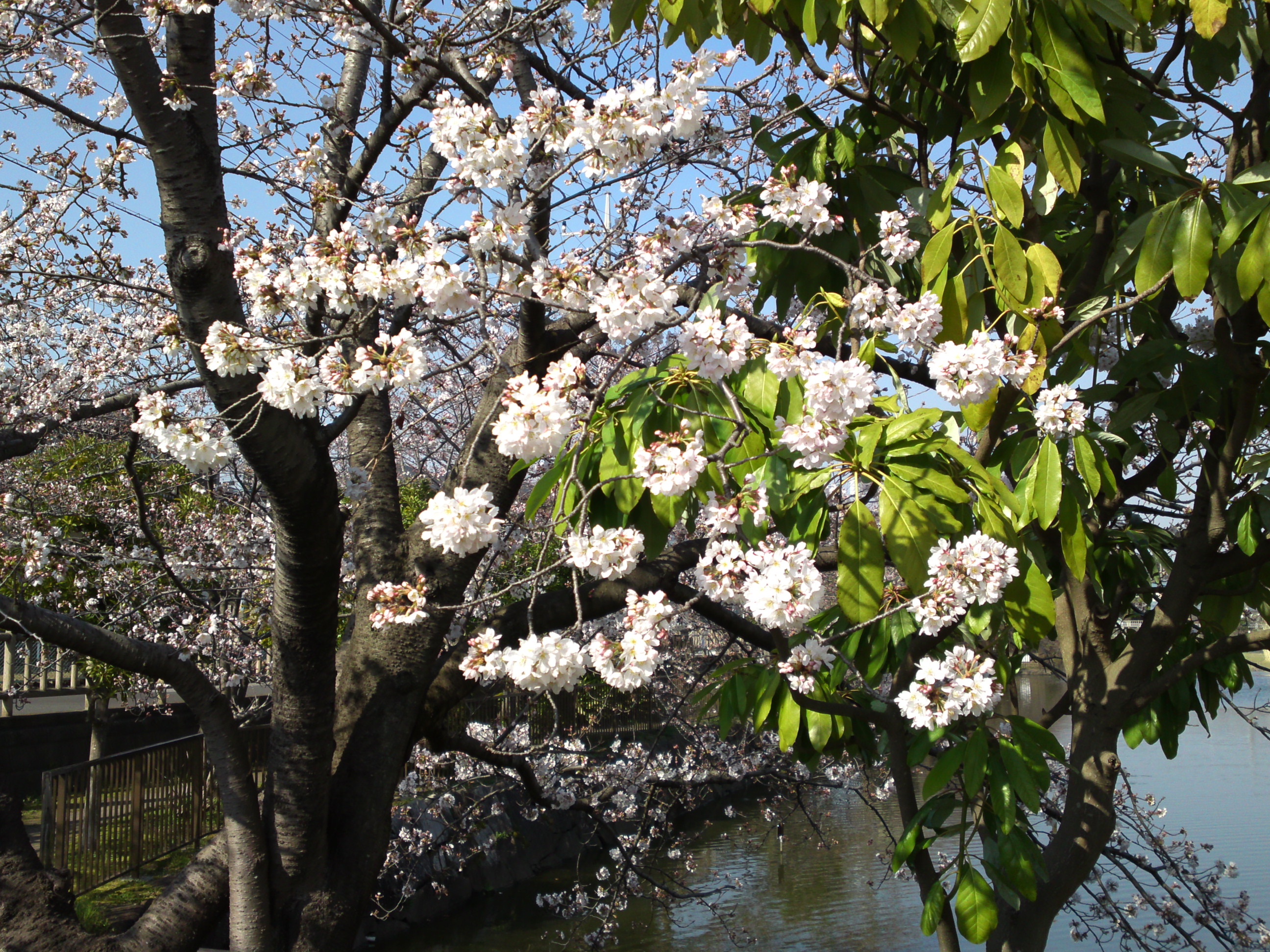 2018年こざと公園咲く桜の花１