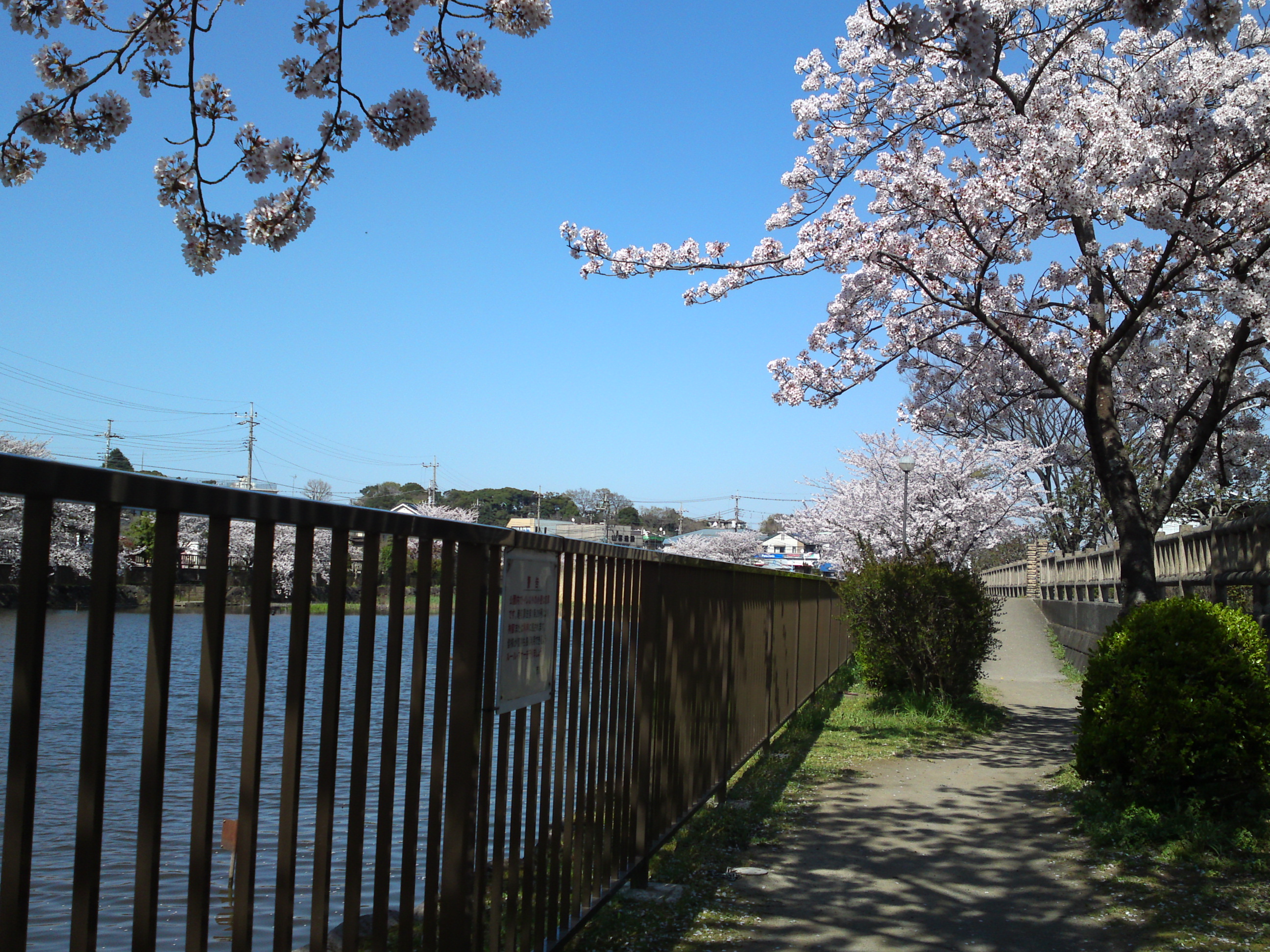 2018年こざと公園咲く桜の花１８