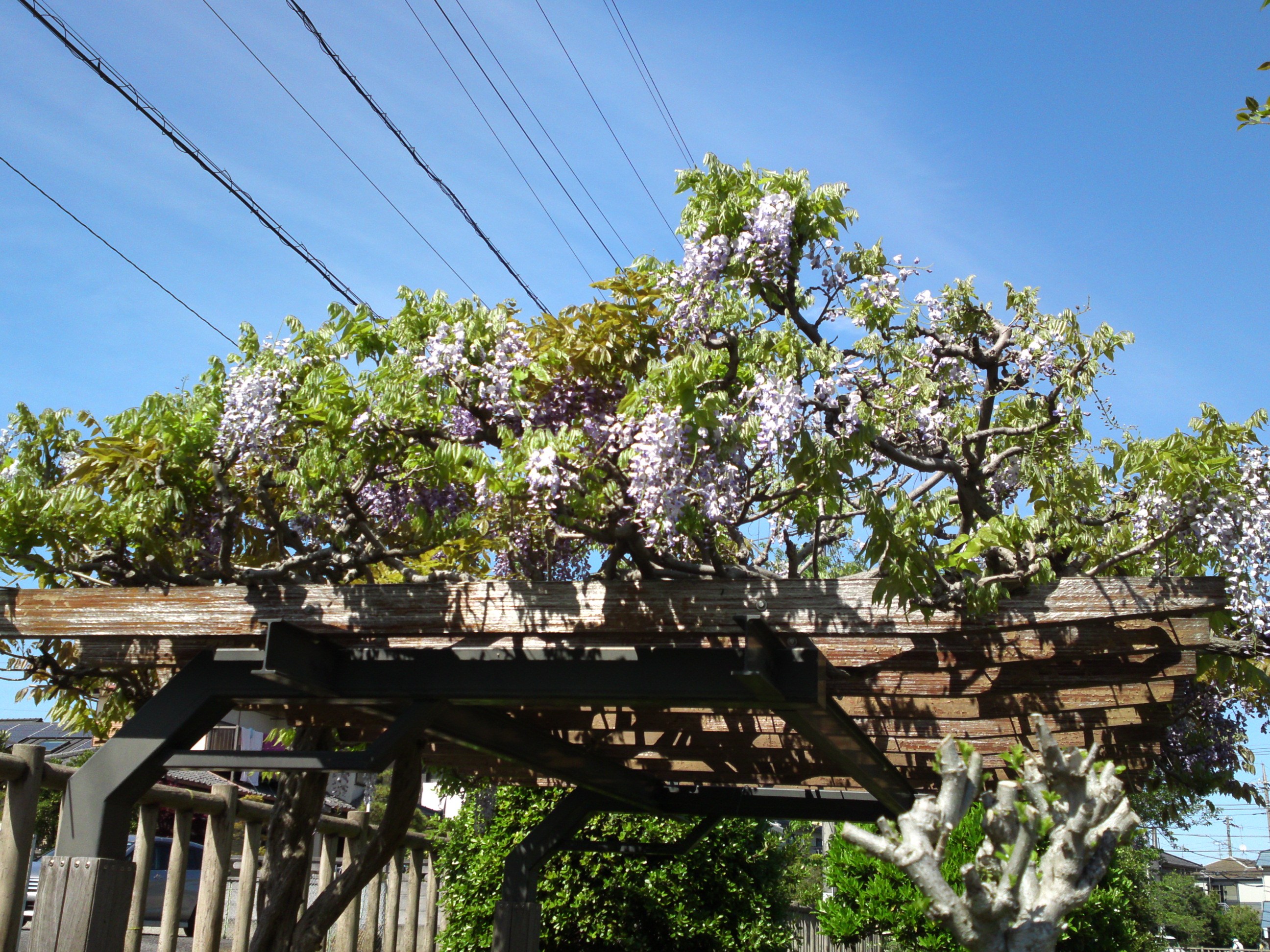 2019年こざと公園咲く藤の花１