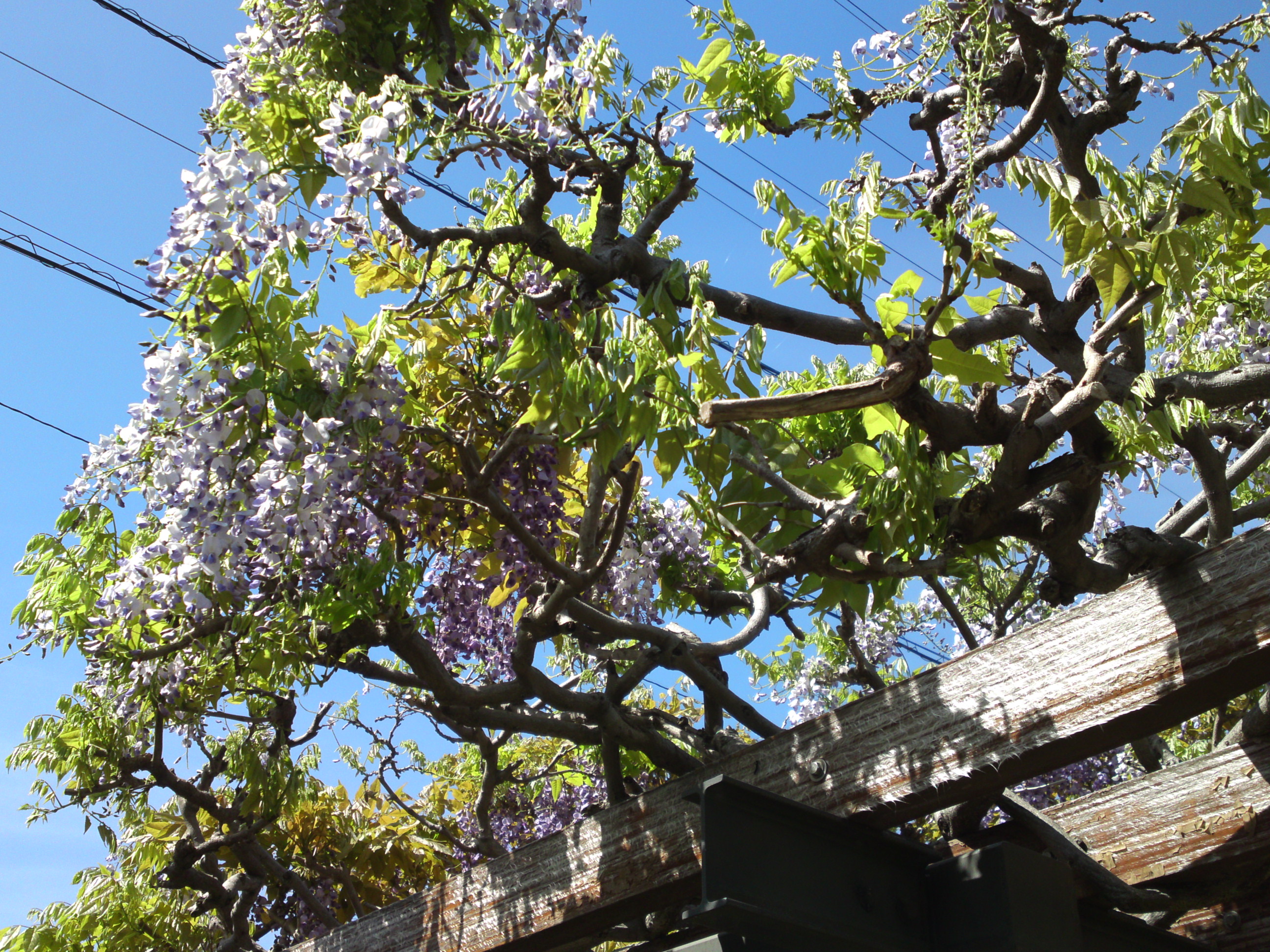 2019年こざと公園咲く藤の花２