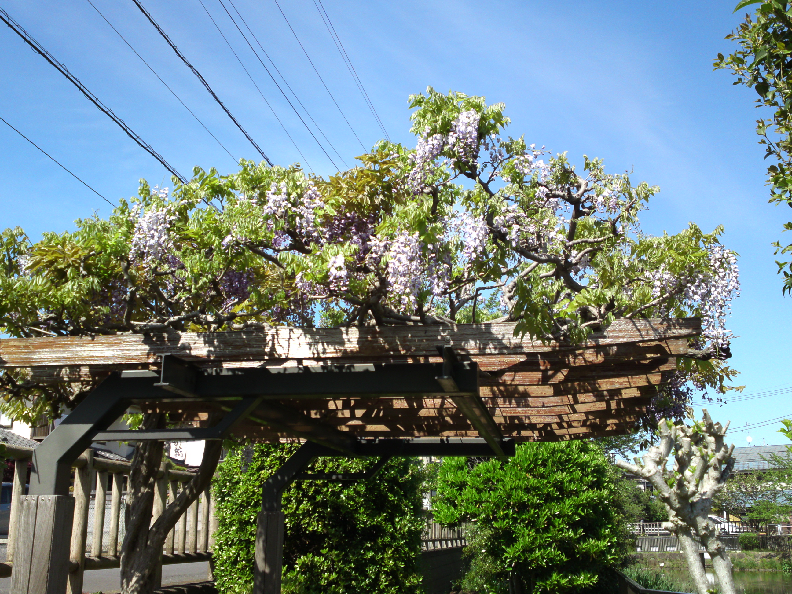 2019年こざと公園咲く藤の花３