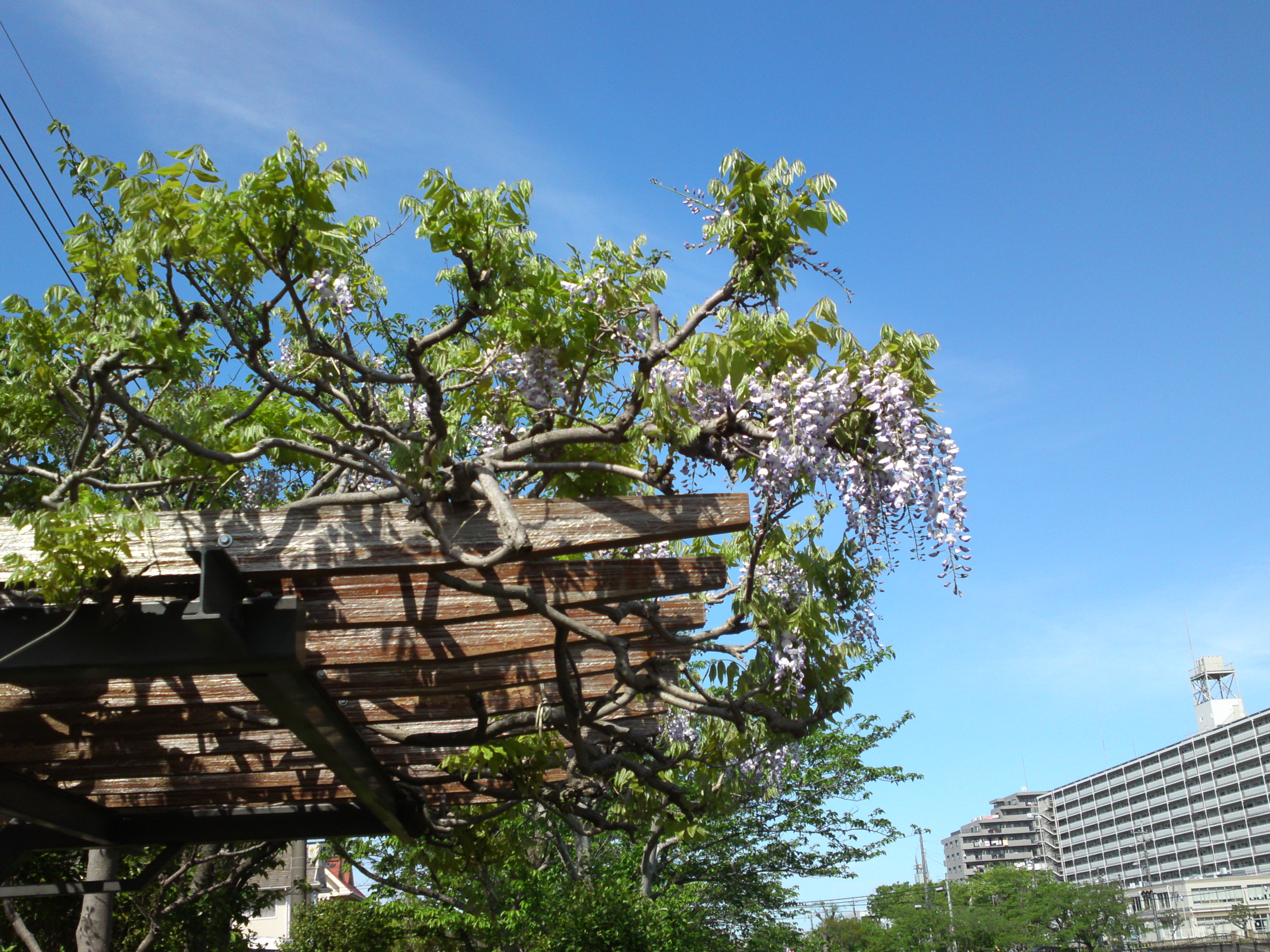 2019年こざと公園咲く藤の花５