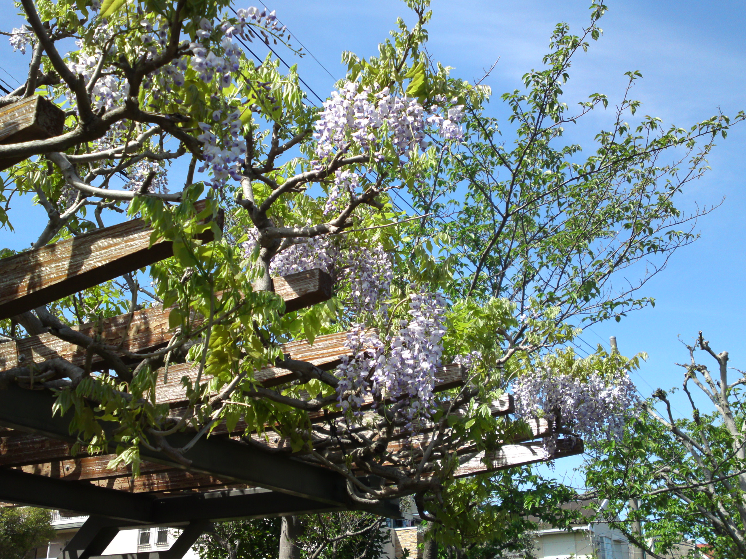 2019年こざと公園咲く藤の花６