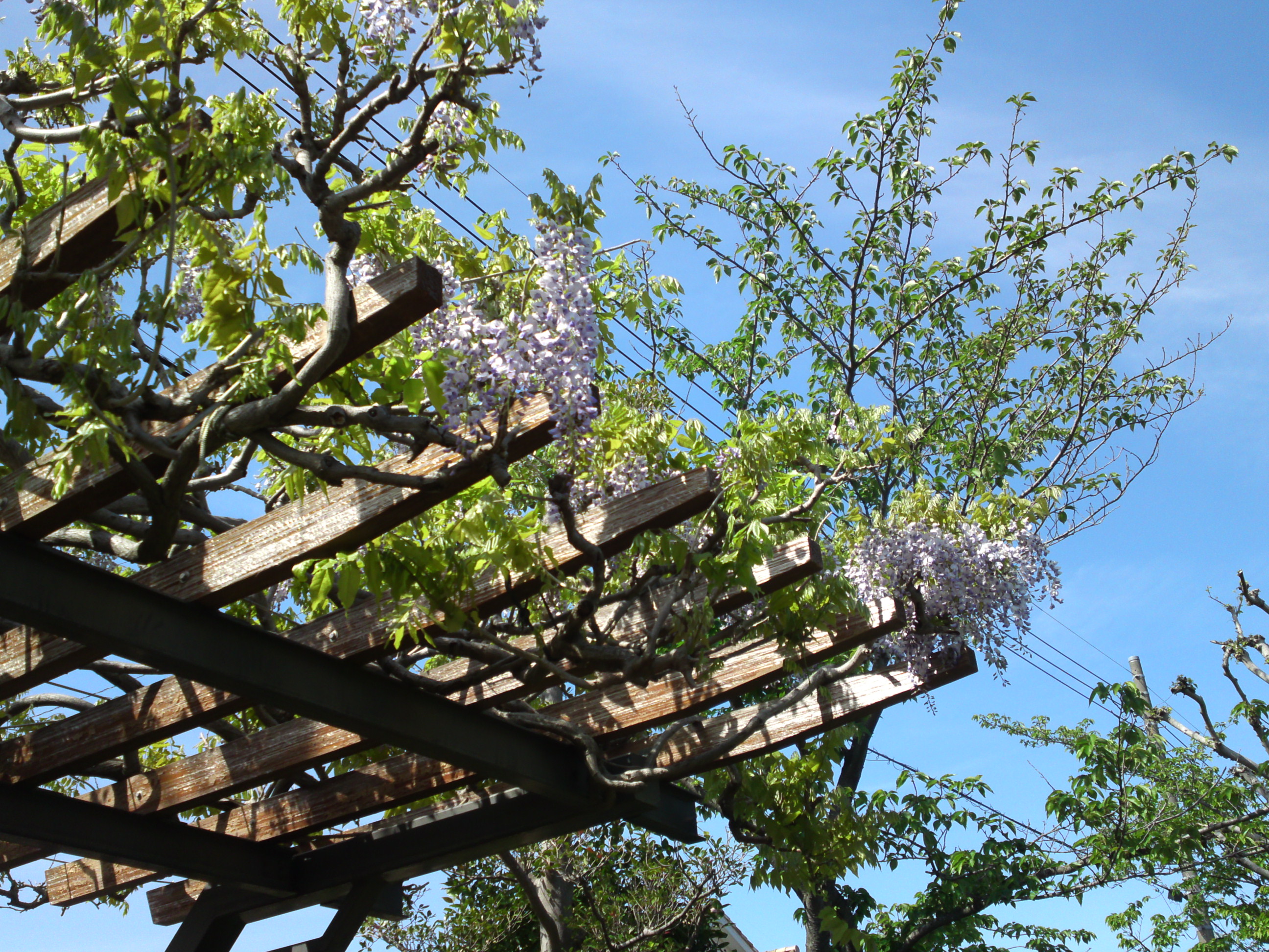 2019年こざと公園咲く藤の花７