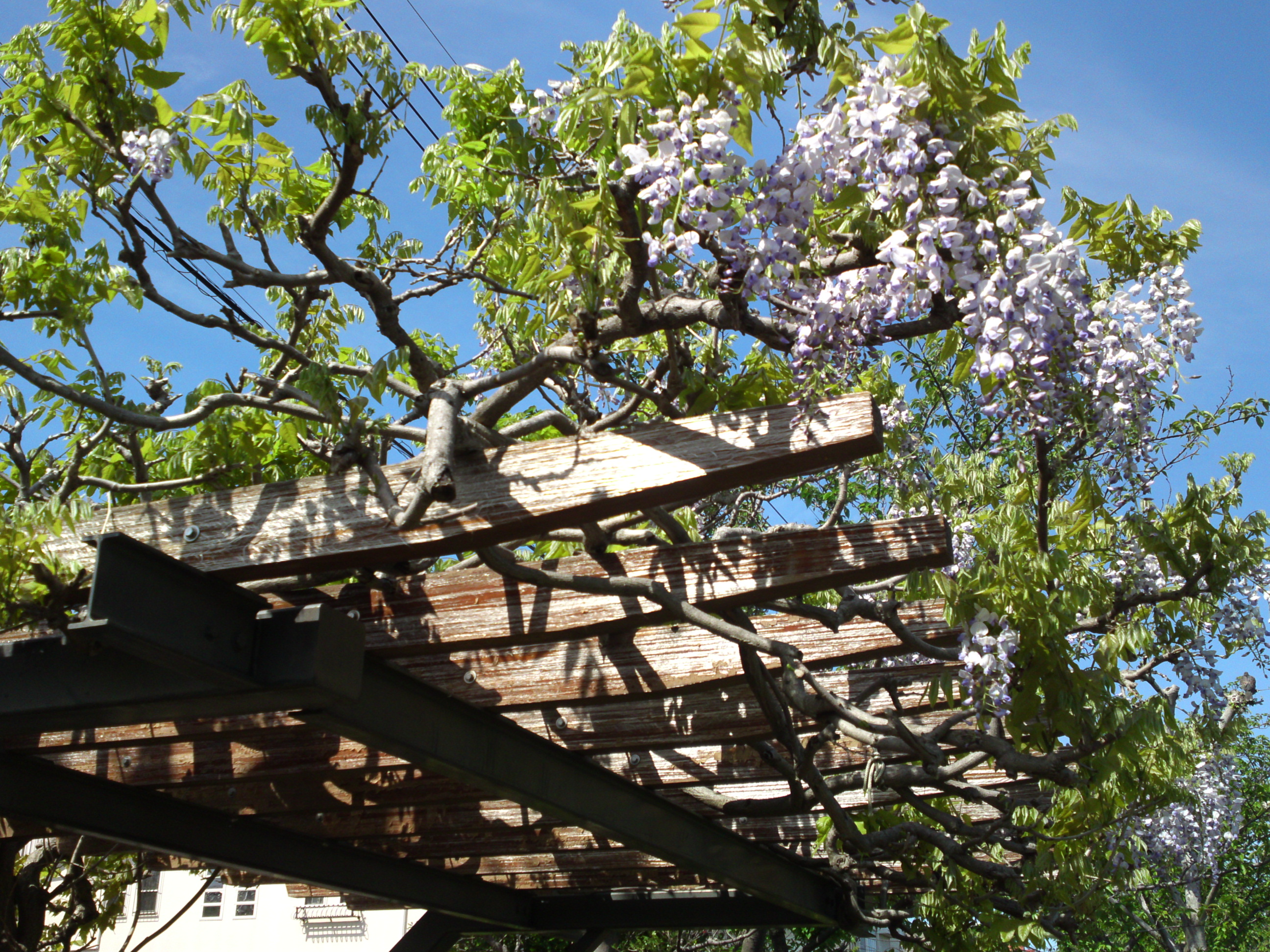 2019年こざと公園咲く藤の花８