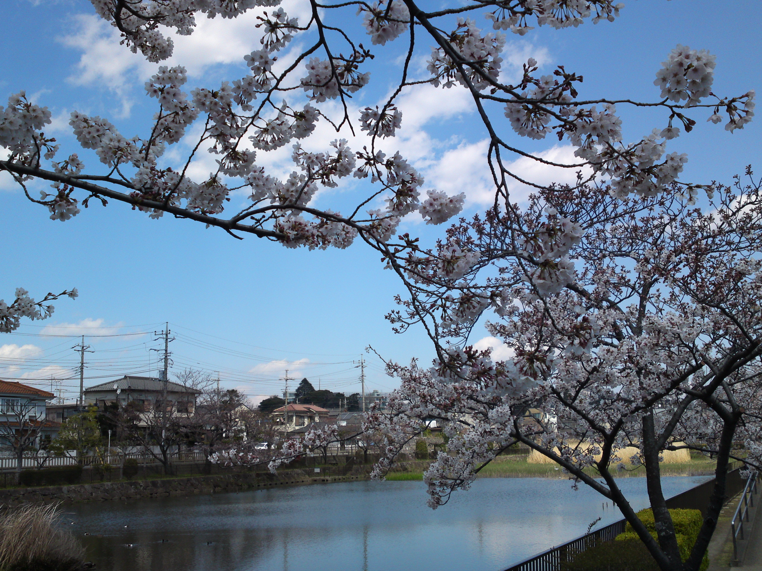 2019年こざと公園咲く桜の花１