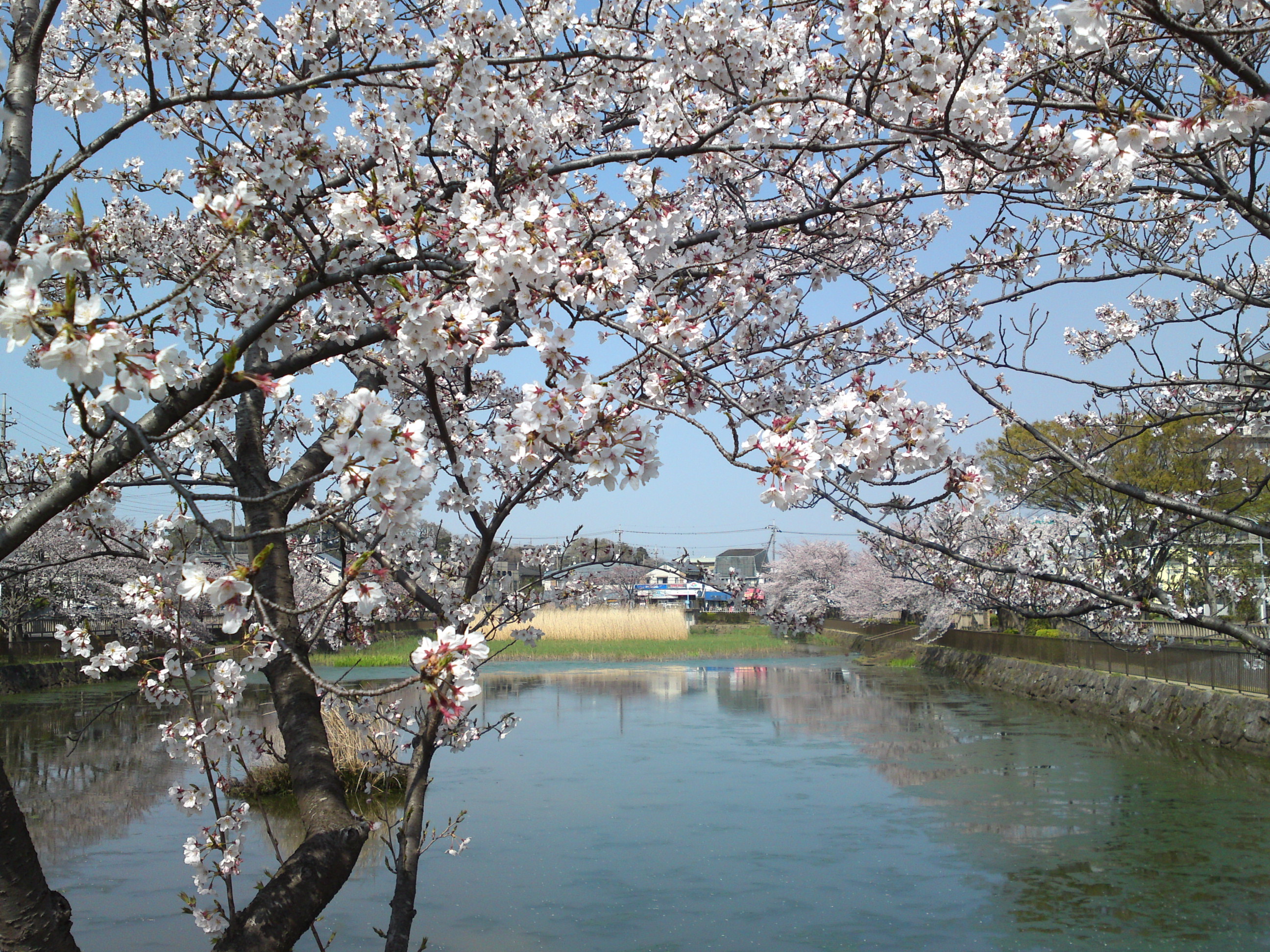 2019年こざと公園咲く桜の花３