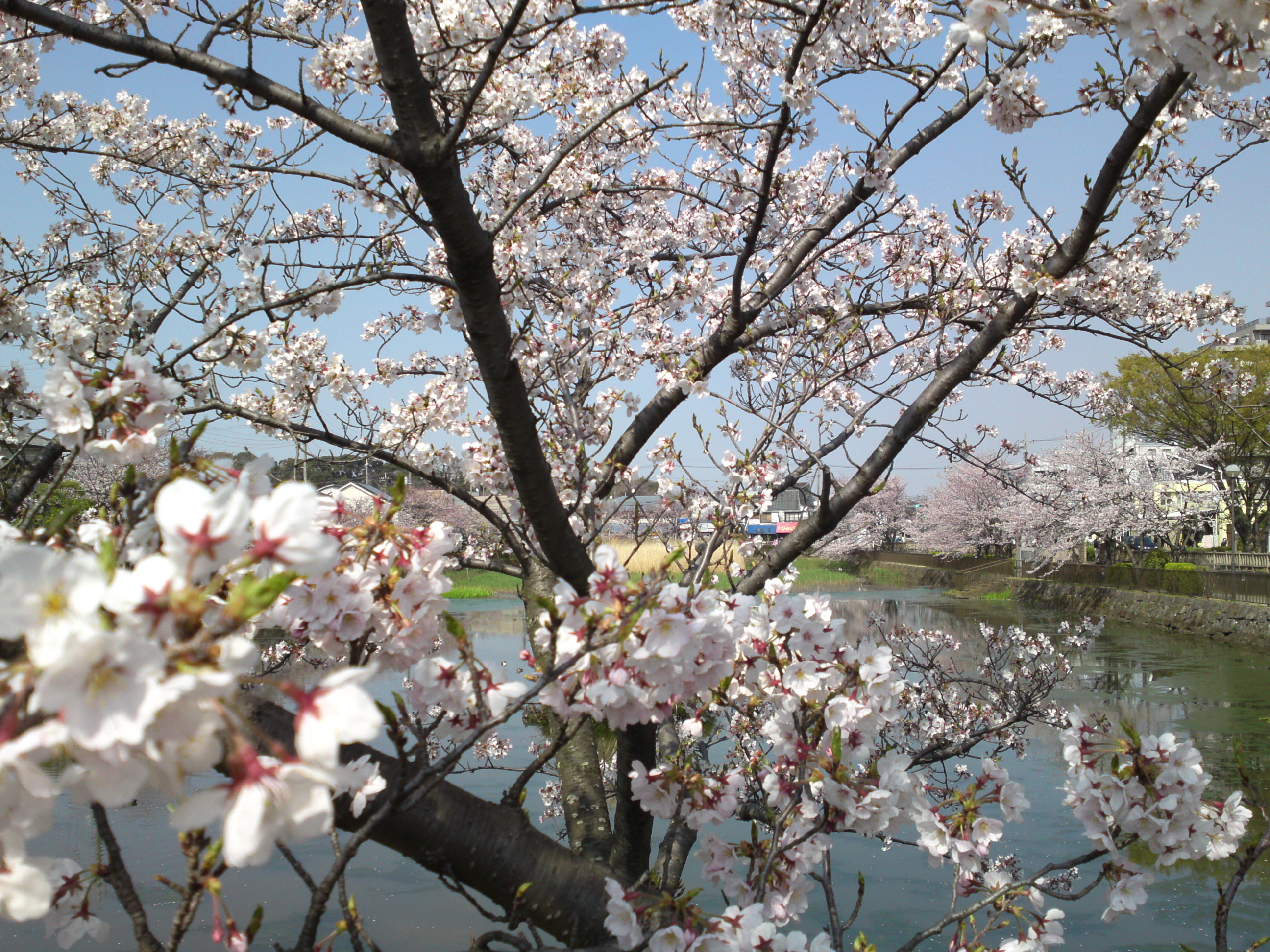 2019年こざと公園咲く桜の花４