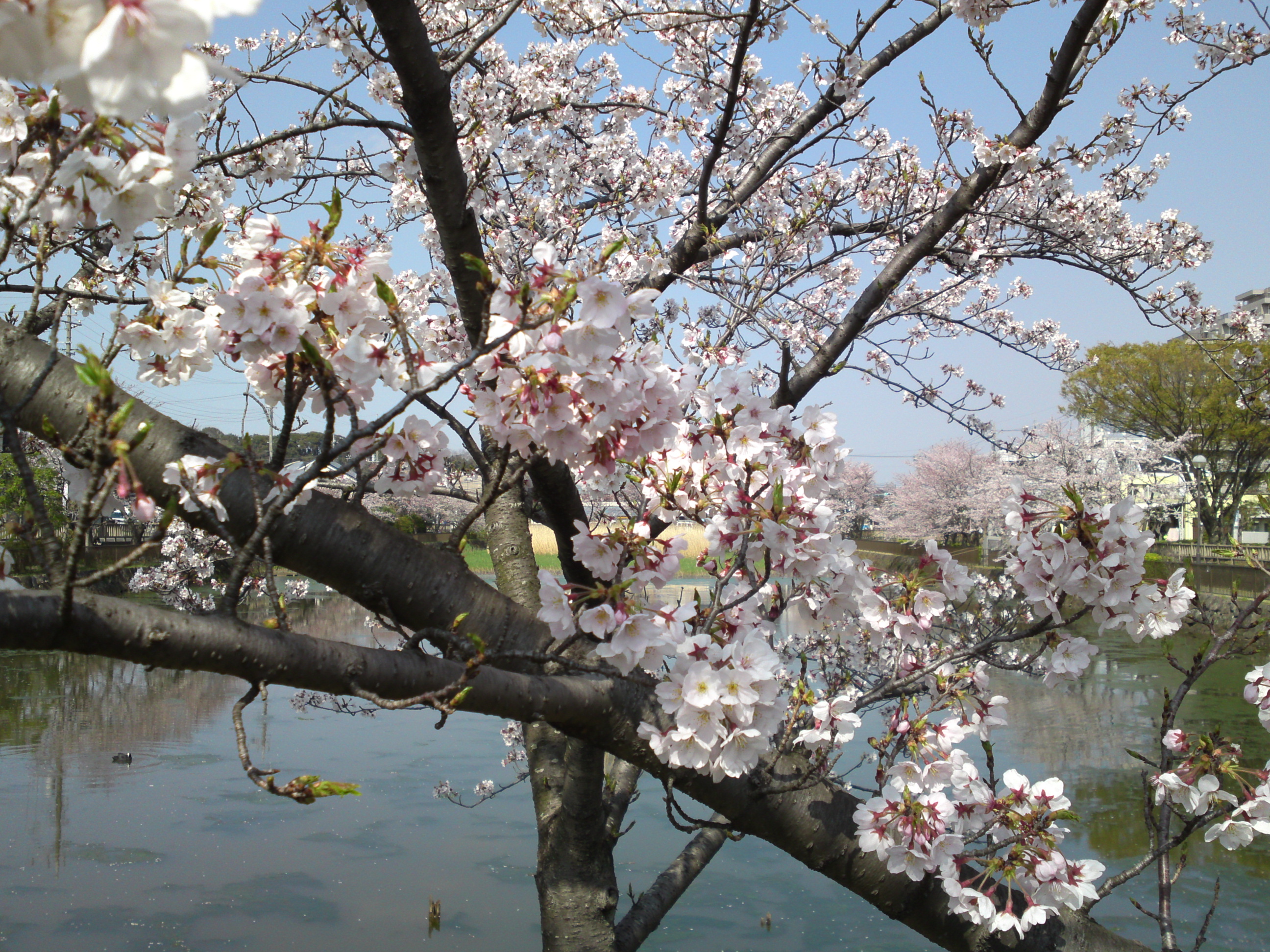 2019年こざと公園咲く桜の花５