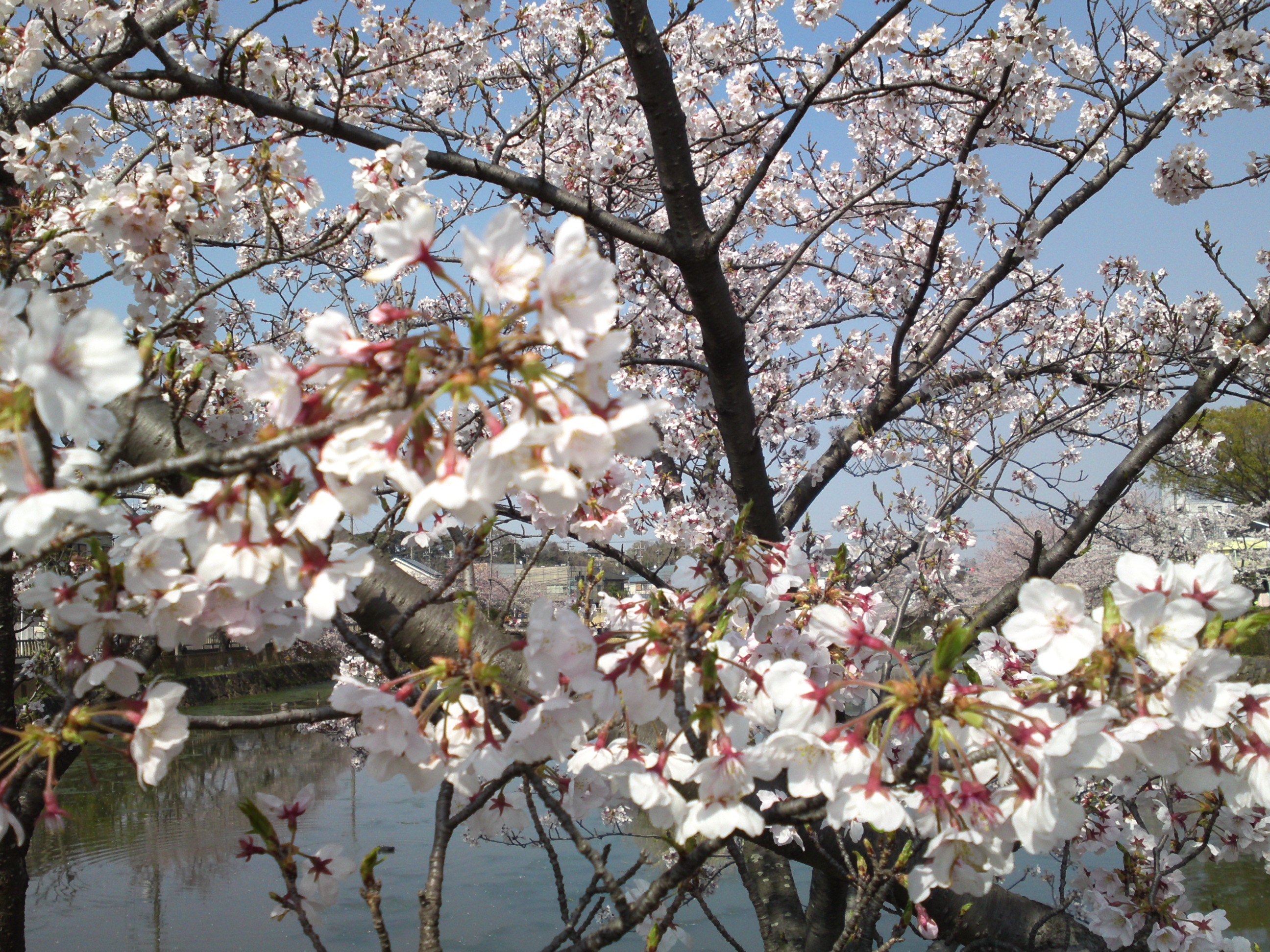 2019年こざと公園咲く桜の花６