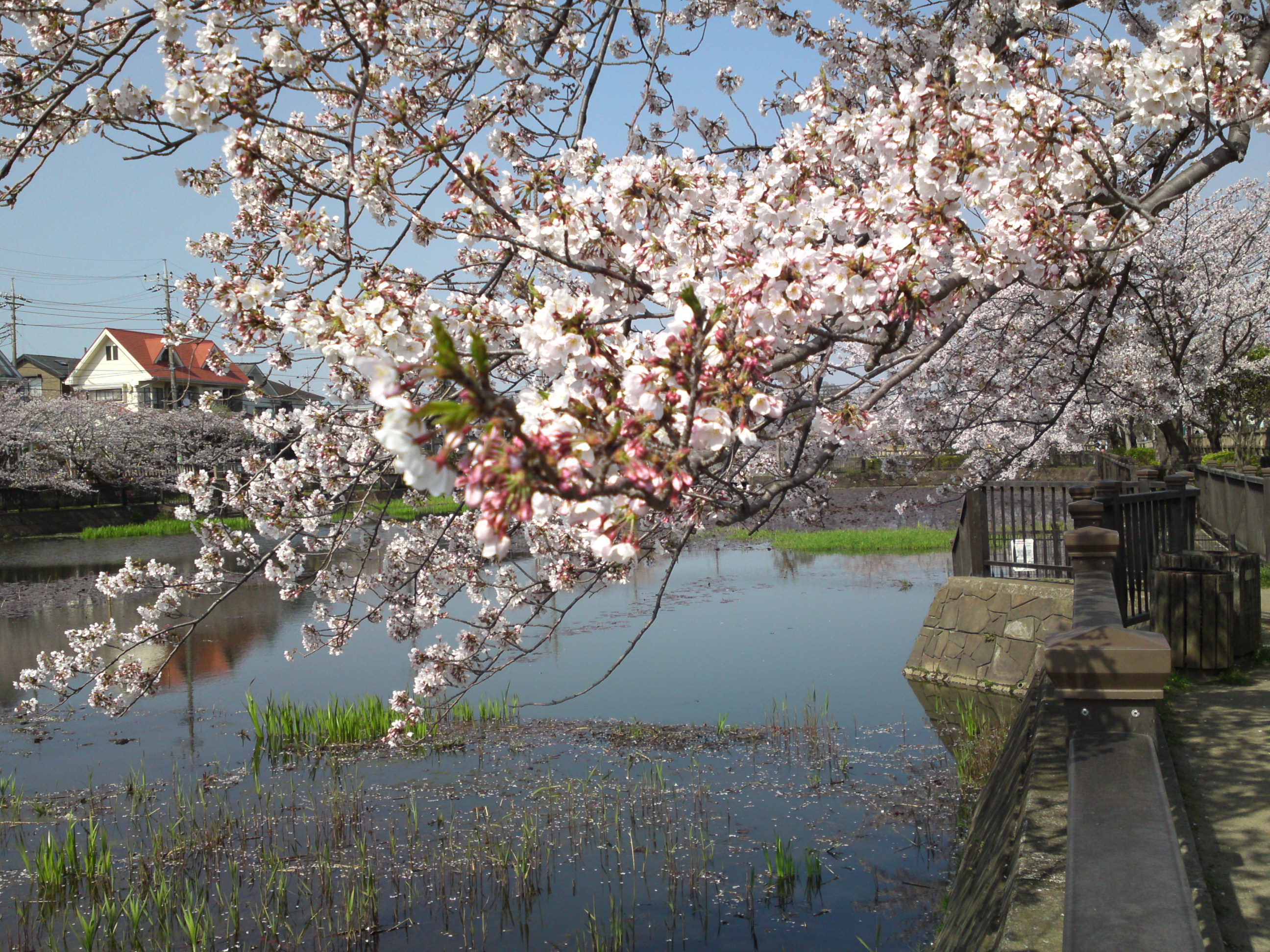 2019年こざと公園咲く桜の花７