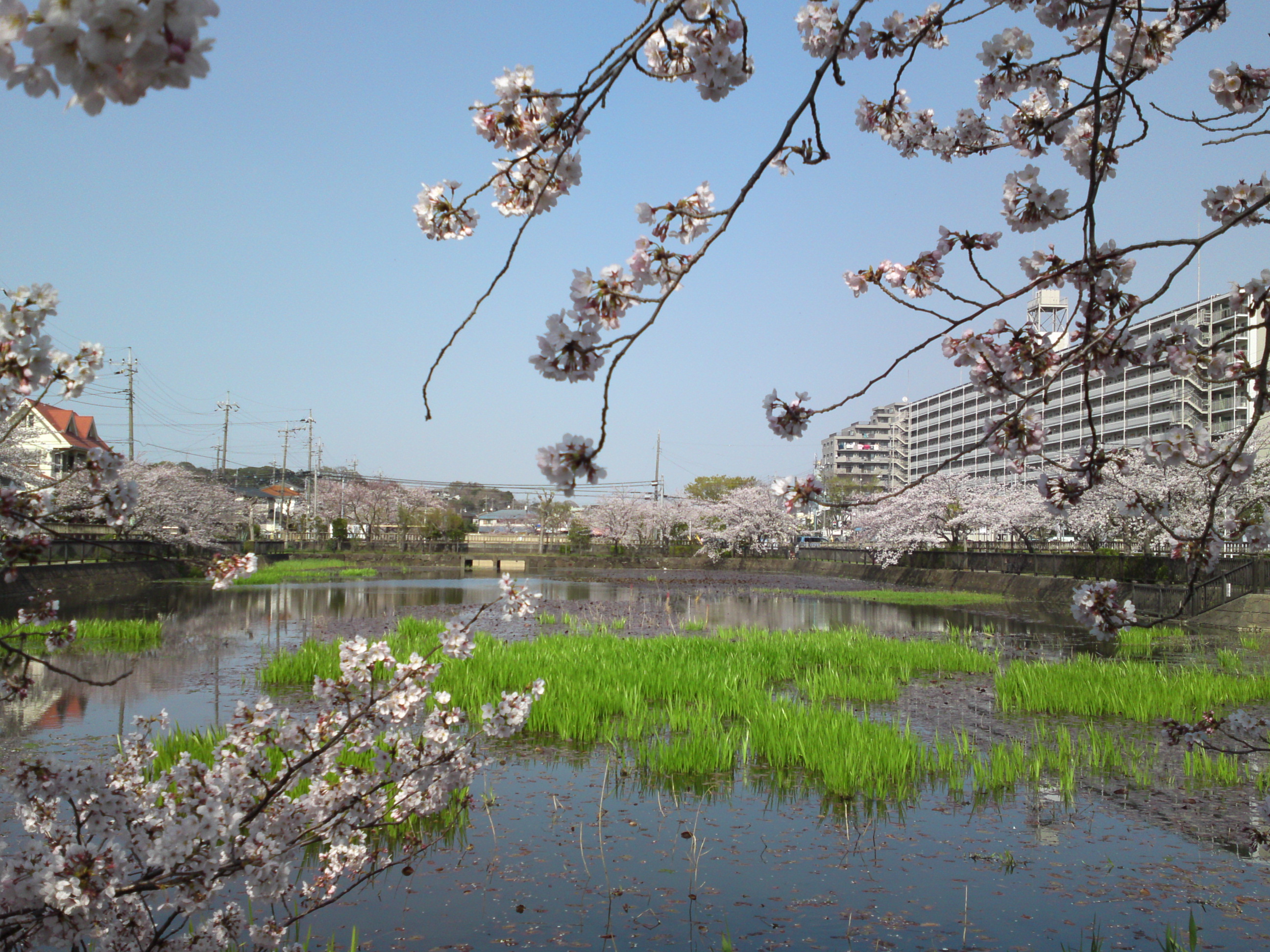 2019年こざと公園咲く桜の花８