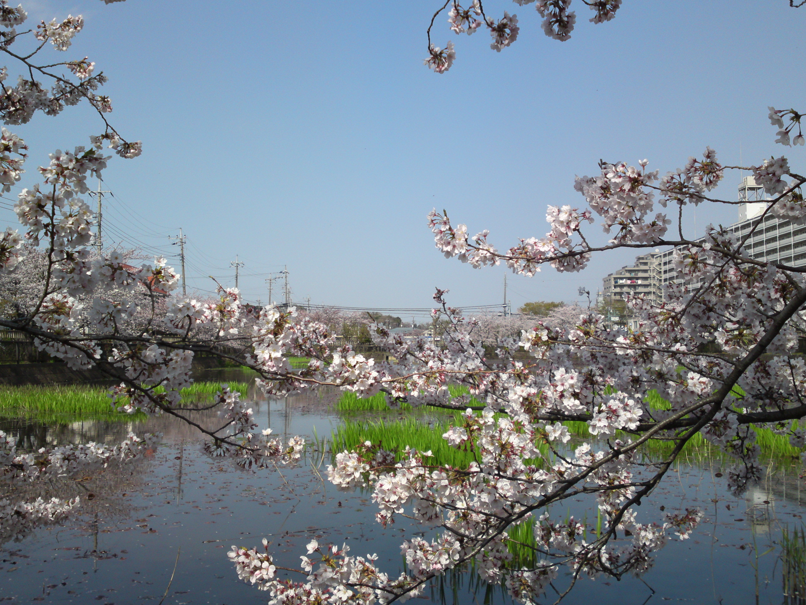 2019年こざと公園咲く桜の花９