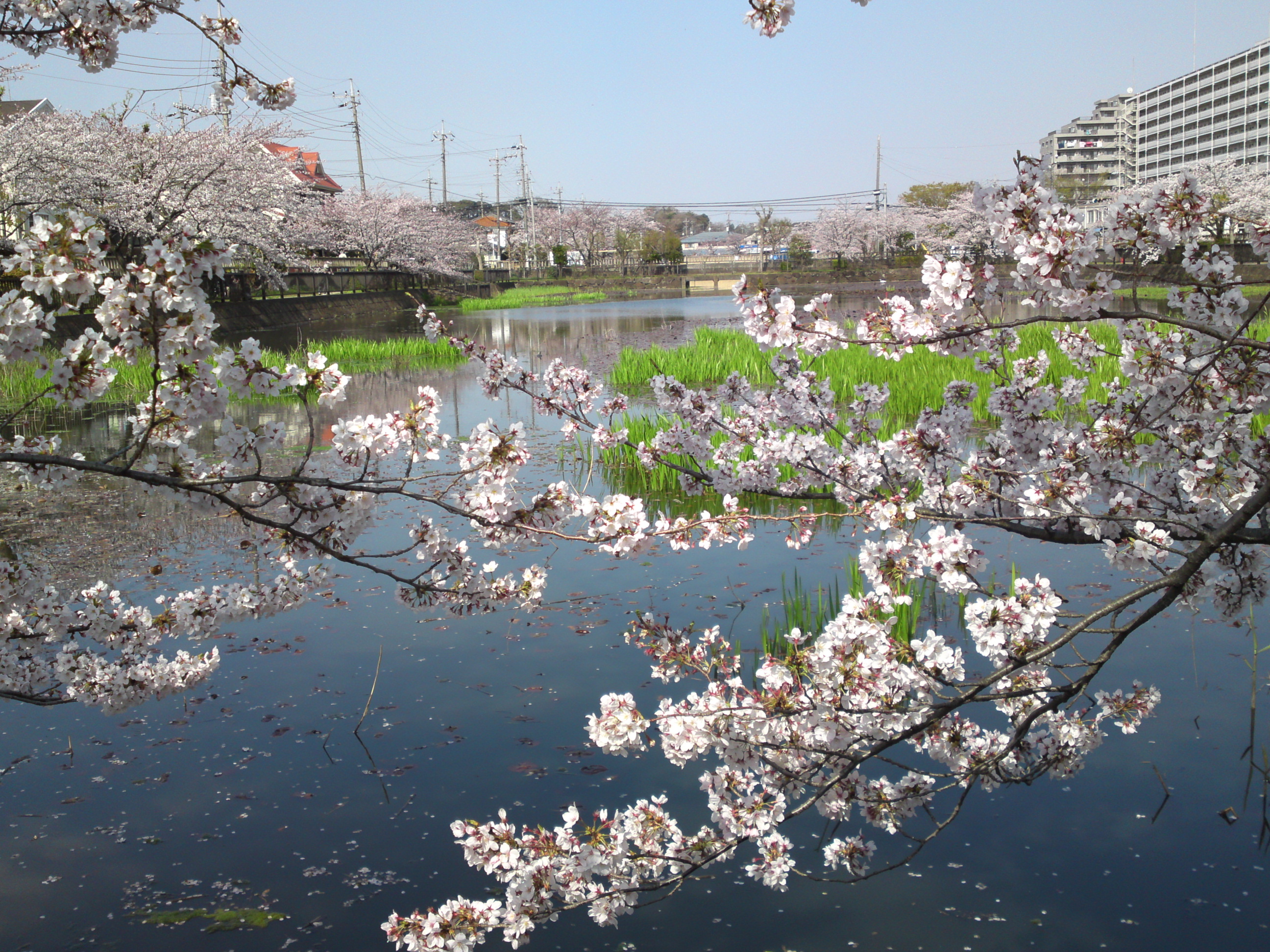 2019年こざと公園咲く桜の花１０