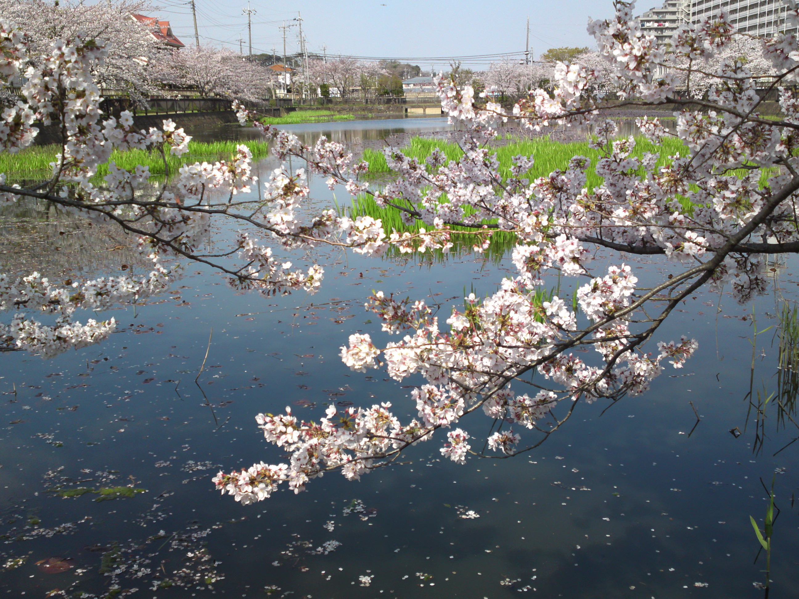 2019年こざと公園咲く桜の花１１