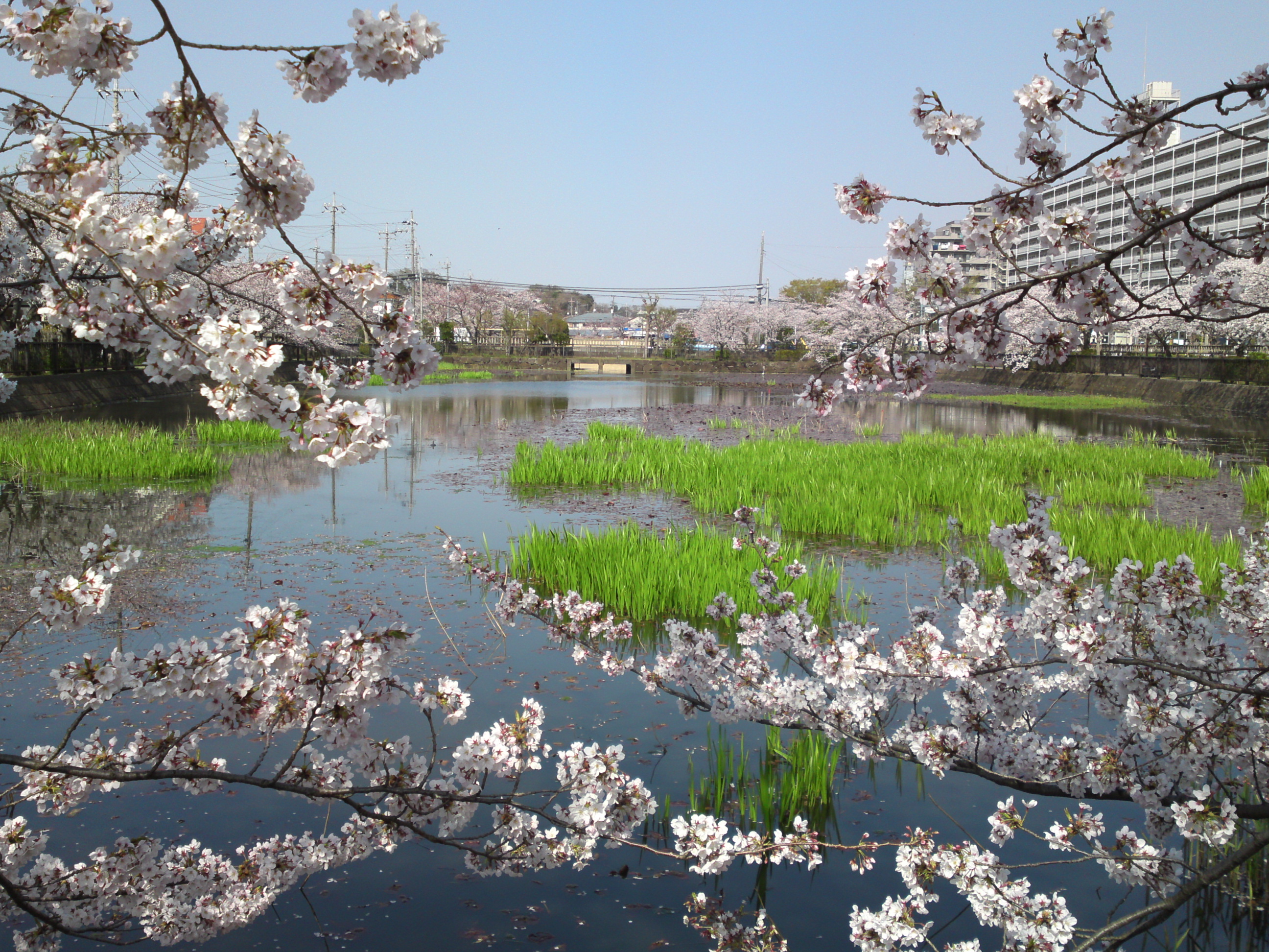 2019年こざと公園咲く桜の花１２