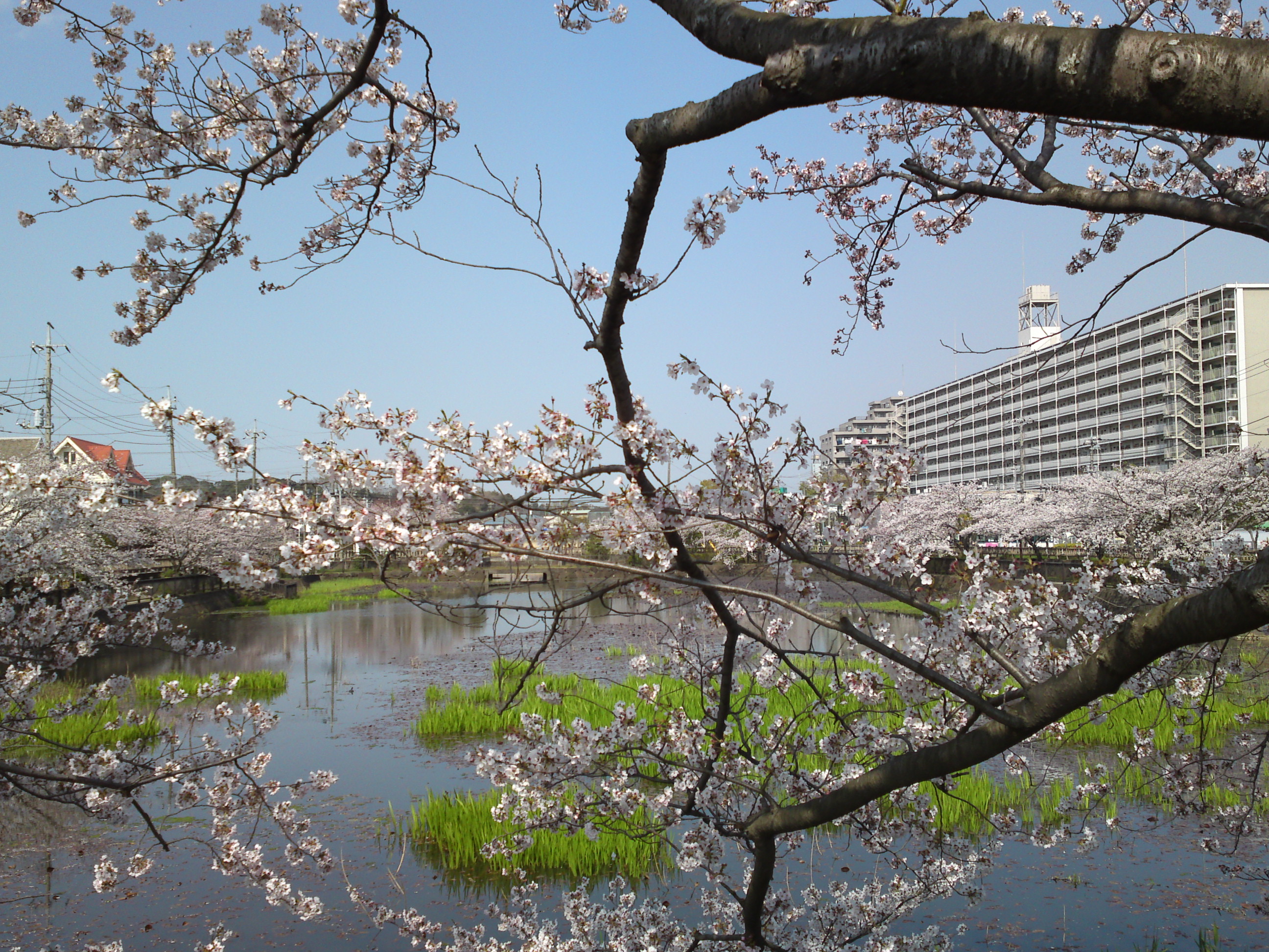 2019年こざと公園咲く桜の花１３