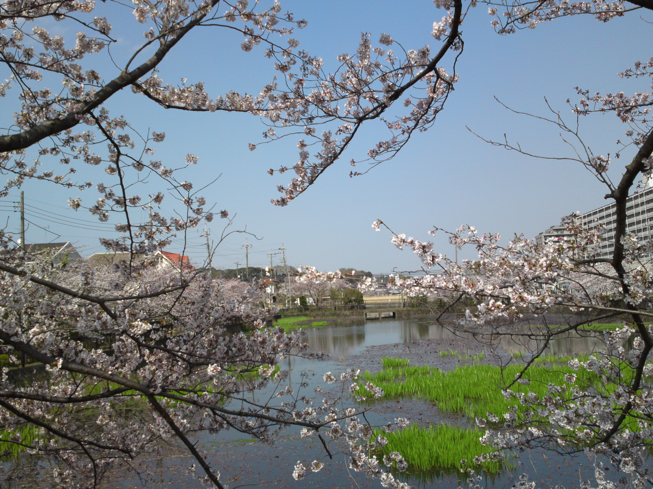 2019年こざと公園咲く桜の花１４