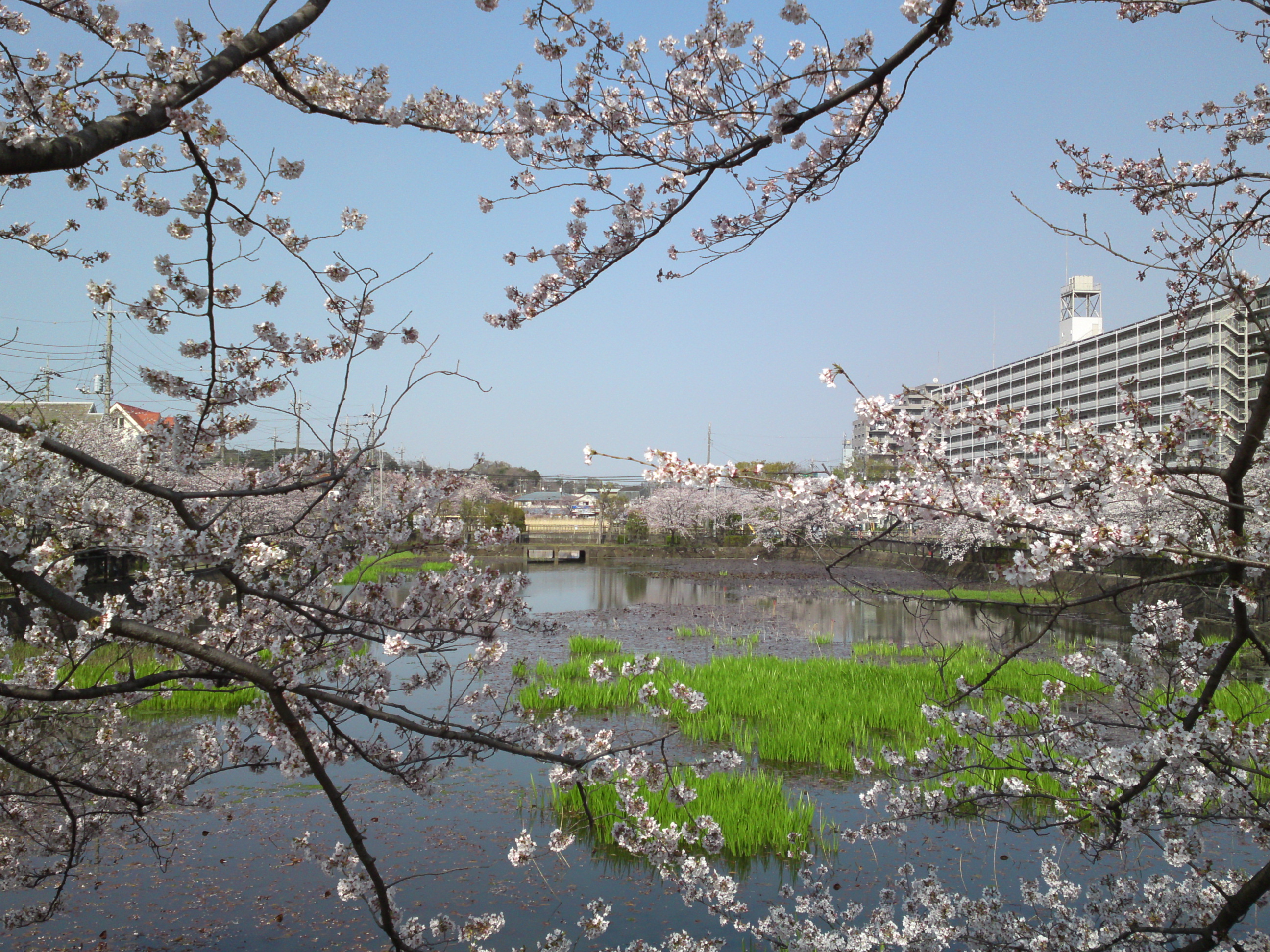 2019年こざと公園咲く桜の花１５