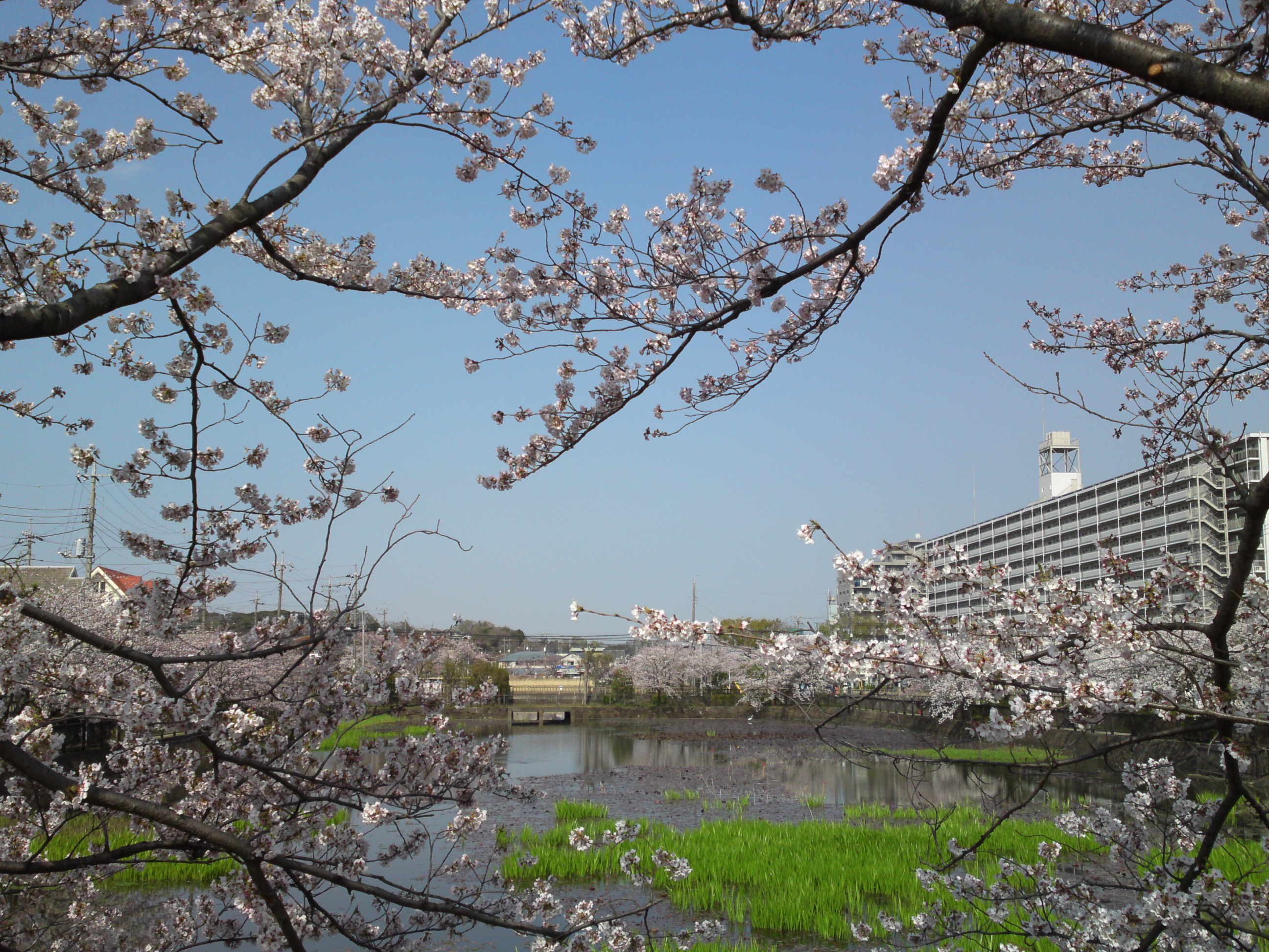 2019年こざと公園咲く桜の花１６