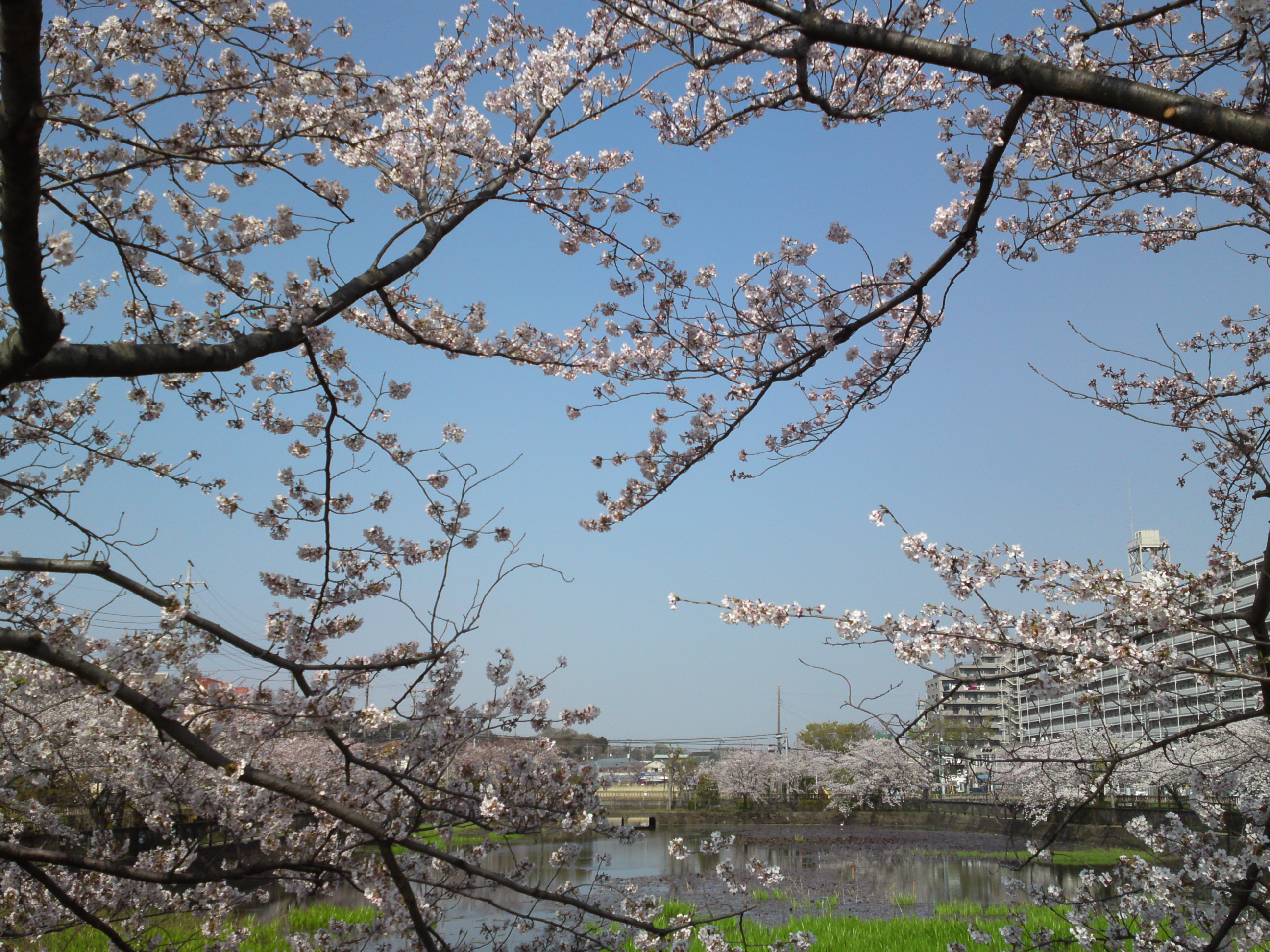 2019年こざと公園咲く桜の花１７