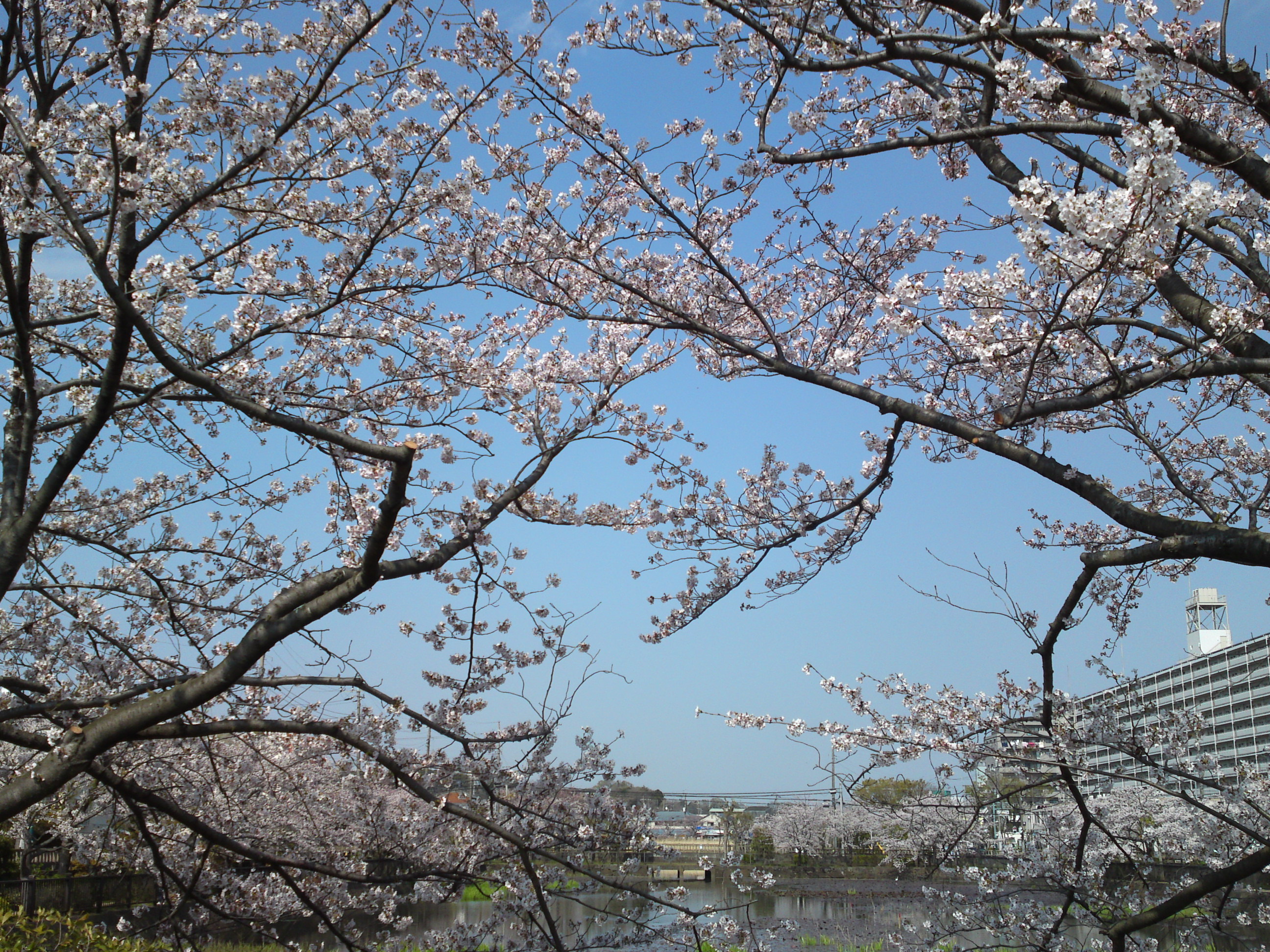 2019年こざと公園咲く桜の花１８