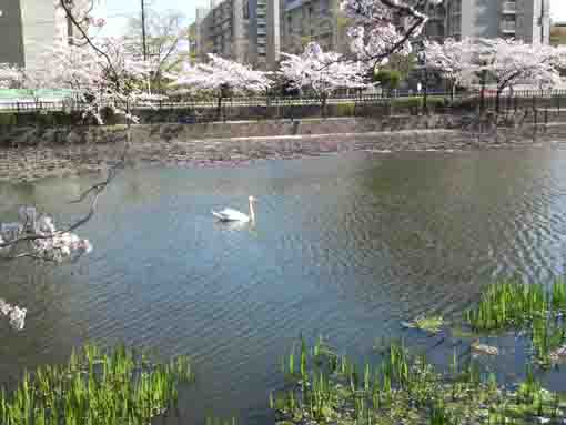 a swan going in cherry blossoms