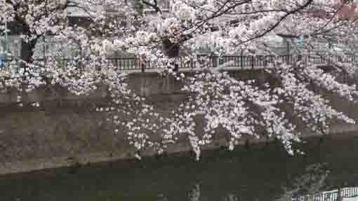 cherry blossoms across mama river