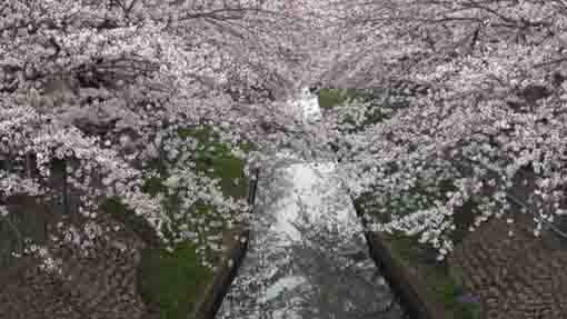 cherry blossoms over Mama-gawa River