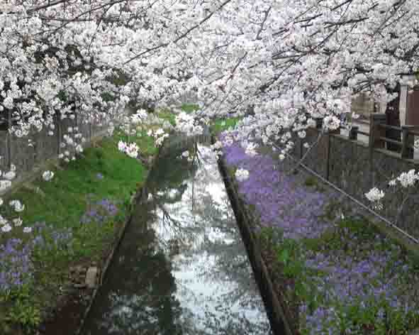 cherry blossoms along Mamagawa