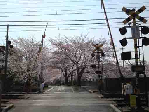 cherry blossoms at railroad crossing