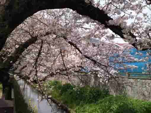 Mamagawa river below cherry trees