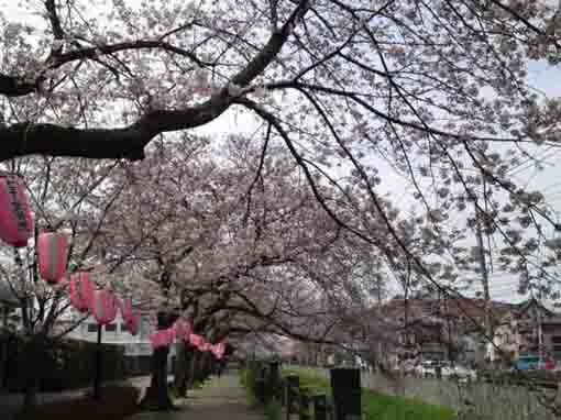 sakura trees along Mamagawa river