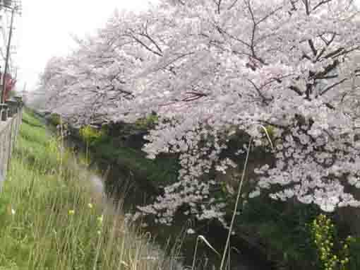cherry blossoms and rape blossoms