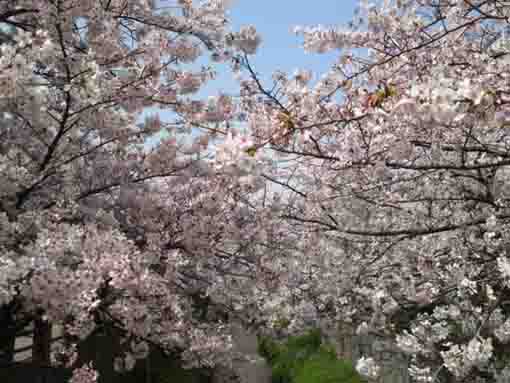 cherry blossoms across Mamagawa river